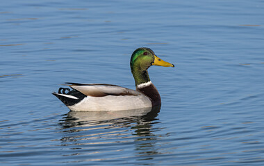 germano reale maschio
