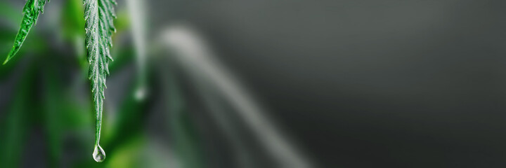 Panorama Drop on the edge of Cannabis Leaves of  Plant on Dark Background, Growing hemp. Copy space. Marijuana with blurred background.