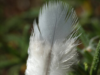 Piuma