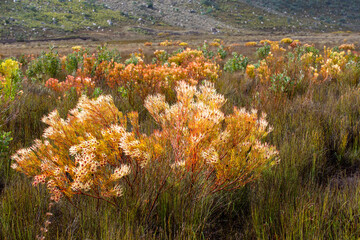 Fynbos