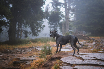 Black Pitbullterrier Natural Portrait