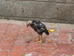 Sick chicken on the ground in farm © edwinvijayakumar