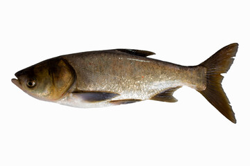 Silver carp isolated on a white background
