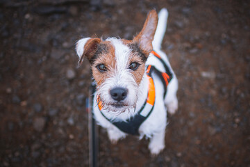 Cute Parson Russell Terrier Portrait from Above
