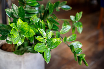 Bright green leaves of a flowerpot