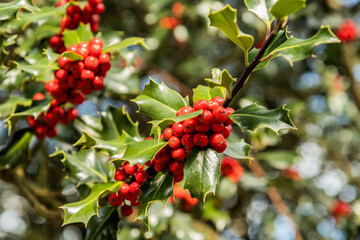 Paisajes durante la subida al monte Oindo