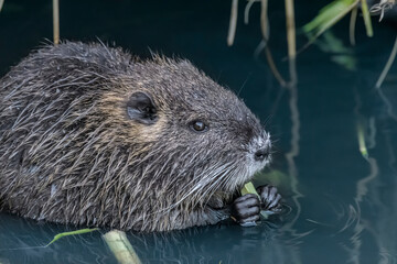 Giovane nutria