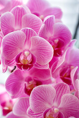 Fototapeta na wymiar Blossom of pink orchids on the windowsill