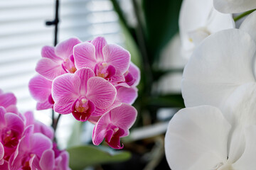 Blossom of white and pink orchids