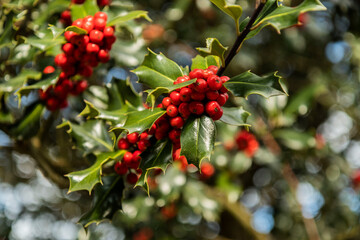 Paisajes durante la subida al monte Oindo
