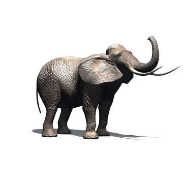 Wild animals - elephant with shadow on the floor - isolated on white background - 3D illustration