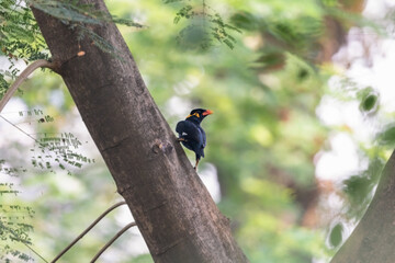 Common hill myna (Gracula religiosa) at Urban Park, Kolkata.