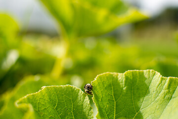 bee on a leaf
