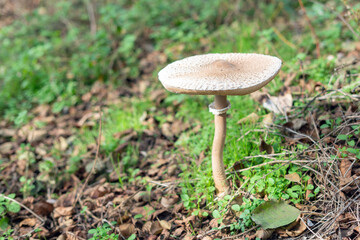 Parasol Mushroom (Macrolepiota procera) in the autumn forest among fallen leaves