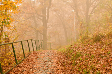 Fallen leaves on a forest path in the morning mist in the forest