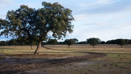 Countryside landscape with trees at sunrise