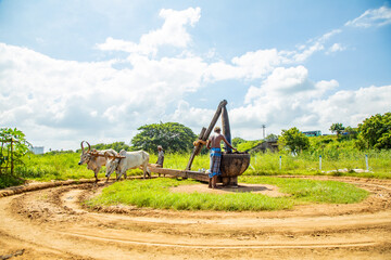 Oil is made naturally from wood and stone check by country cow.
The oil produced in this way does not heat up and its nutrients are not wasted.