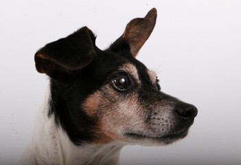 beautiful head portrait from a small jack russel terrier in the white studio