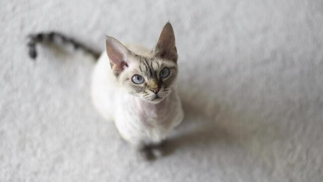 Devon rex cat is sitting on a carpet at home and waiting to play with its owner and feather teaser toy which makes kitty darting and jumping like a wild animal. Natural light video
