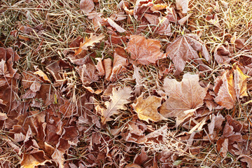background with autumnal  frozen leaves