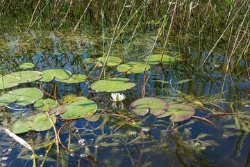 Green leaves and white Lily flower in a pond on a background of tall grass