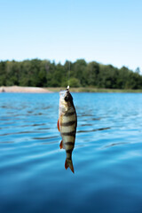 Small striped fish hanging on a fishing line on the background of blue water