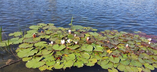 water lily in the pond