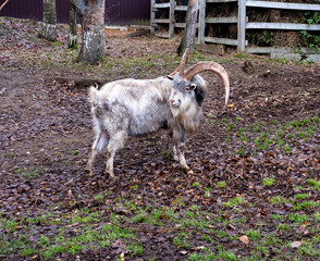 Gray goat with large horns stands in the barnyard
