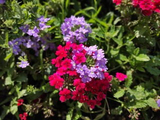 flowers in the garden
