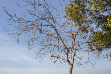 tree in winter