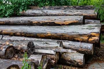 aged weathered sawn pine tree trunks with cracks and a clear texture lie on the ground