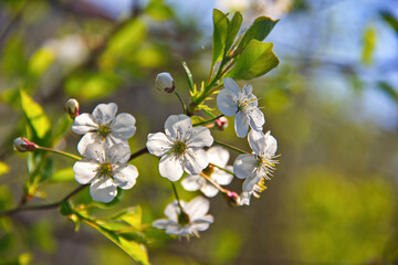 Blooming fruit tree is a symbol of freshness and spring. Flowering branch on a dark background. Selective focus. Blur.