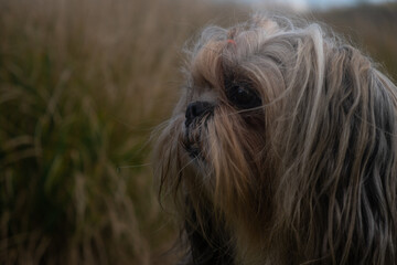 Close-up portrait of small Shih Tzu dog sitting down and looking to the side in park, garden, nature surrounded by high orange grass during autumn, fall season.