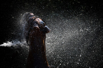 Polo Pony unter der Dusche - Pferd nach dem Polo Match