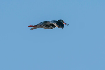 The common redshank or simply redshank (Tringa totanus)