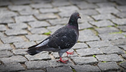 Pigeon walking on the road