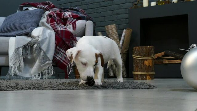 Small terrier puppy gnaws a pine cone from a christmas tree
