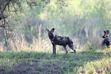 African wild dog / Painted Wolf, still bloody after feeding on an impala.