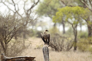 Vulture, drying his wings after a big meal