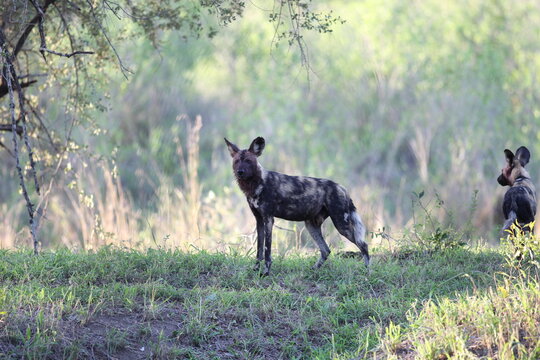 African wild dog / Painted Wolf, still bloody after feeding on an impala. © Ben