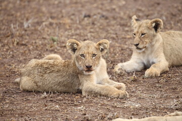 Obraz na płótnie Canvas Lion cubs resting after feeding. Kruger National Park, South Africa.