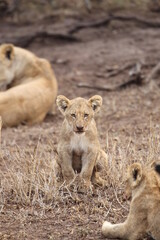 Lion cub after breakfast. Kruger National Park, South Africa.