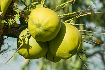 The top of a coconut palm tree (Cocos nucifera) with coconuts on Rang Beach, Danang or Da Nang,...