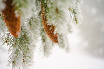 Fir branch on snow. Winter mood. Soon the New Year