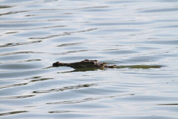 Nile Crocodile, floating in a lake, keeping an eye out for prey
