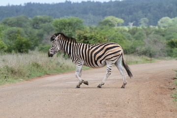 Fototapeta na wymiar Zebra Crossing. Kruger National Park, South Africa