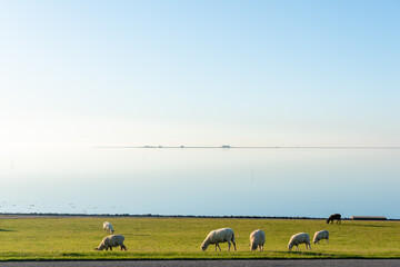 View from Elisabeth-Sophien-Koog towards the Hallig Nordstrandis