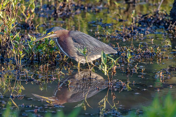 Blue Heron, Huntley Meadows, Va. 