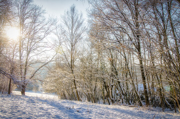 Schneelandschaft Laubbäume im Winter mit Schnee im Gegenlicht