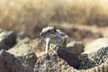 Close up of Barbary ground squirrel (Atlantoxerus getulus) in desert.